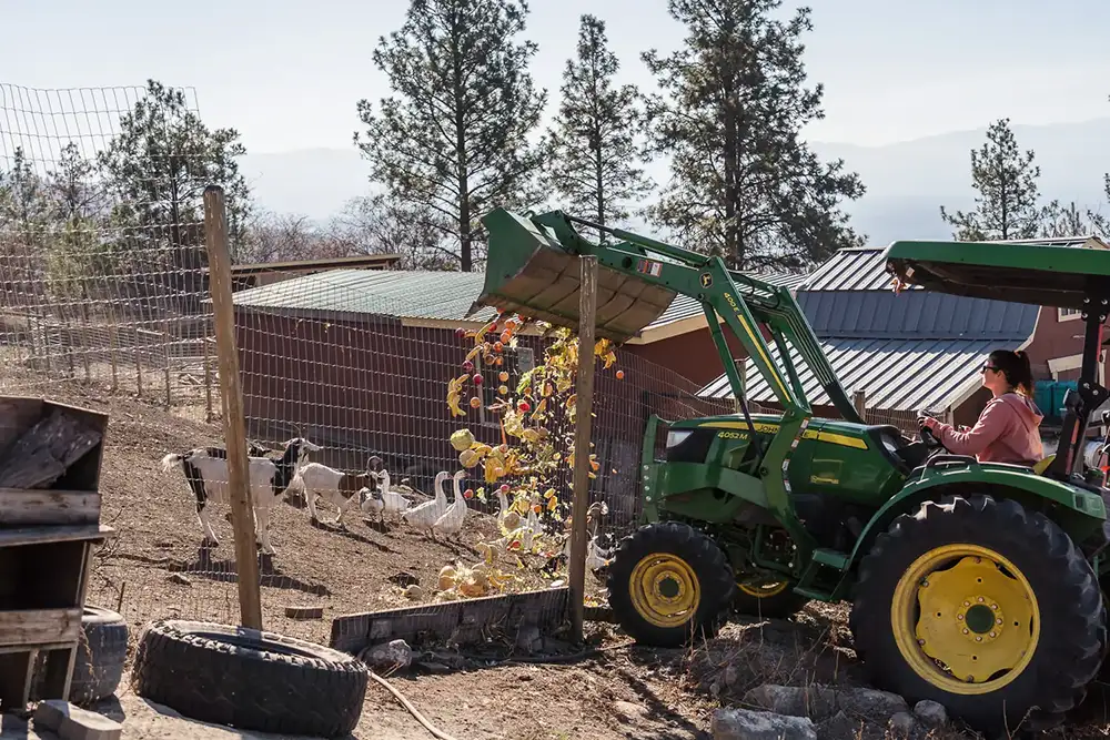 Farm animals eating food from Loop