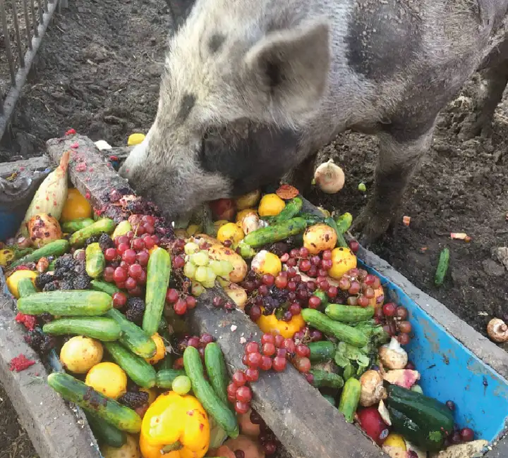 Farm animals eating food from Loop